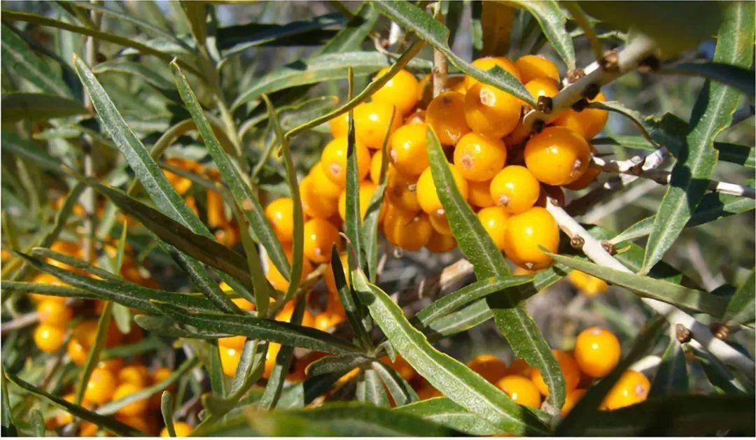 1616930493286820.jpg 1616930493286820.jpg